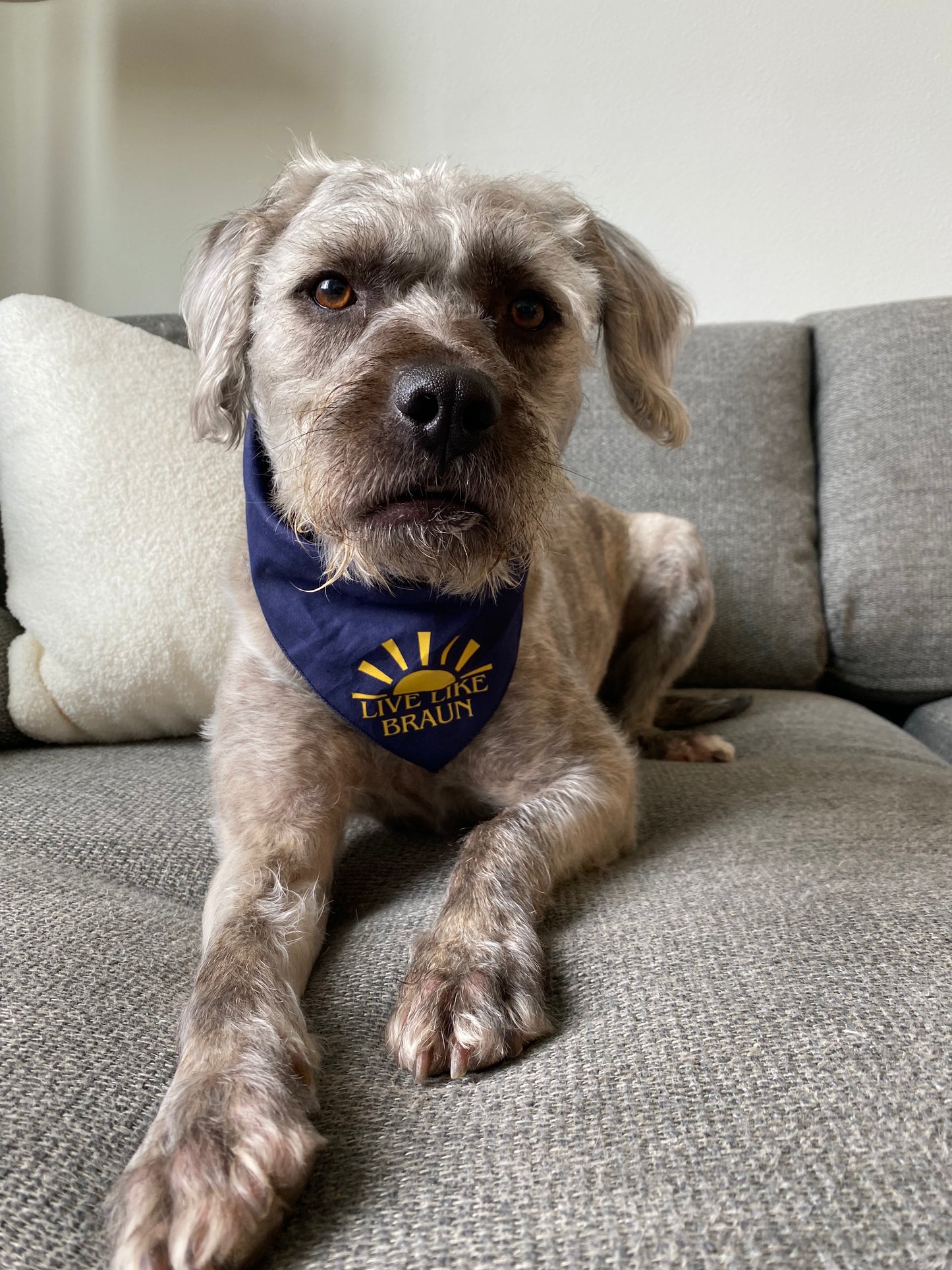 Dog Bandana
