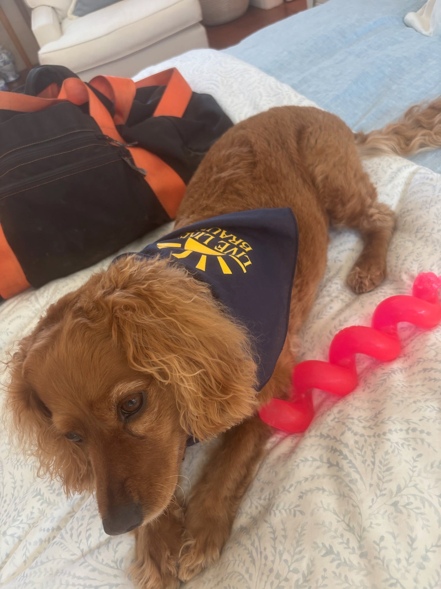 Dog Bandana