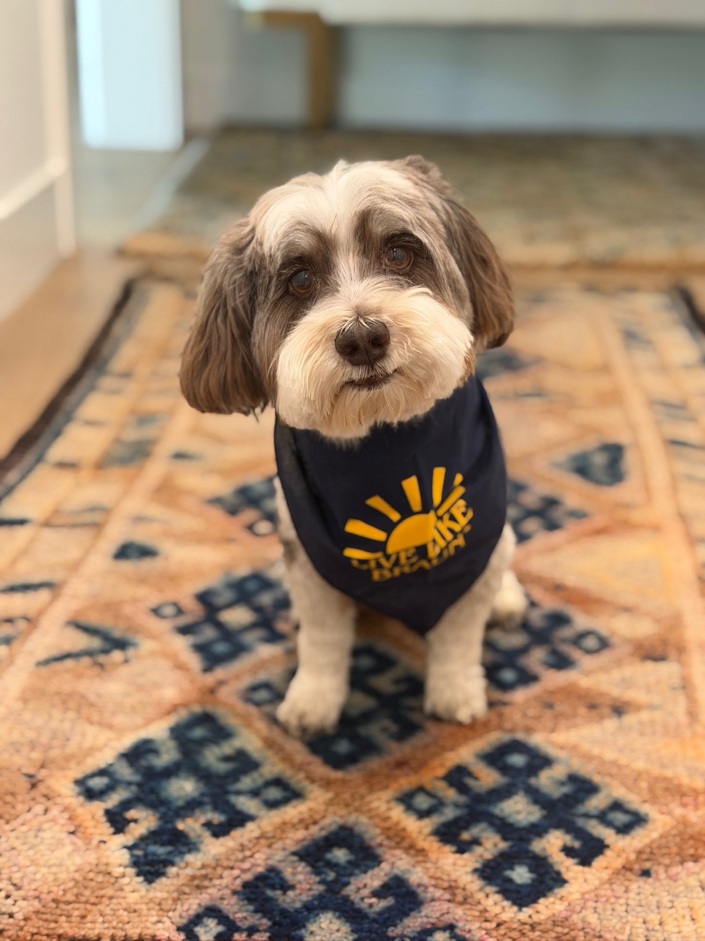 Dog Bandana
